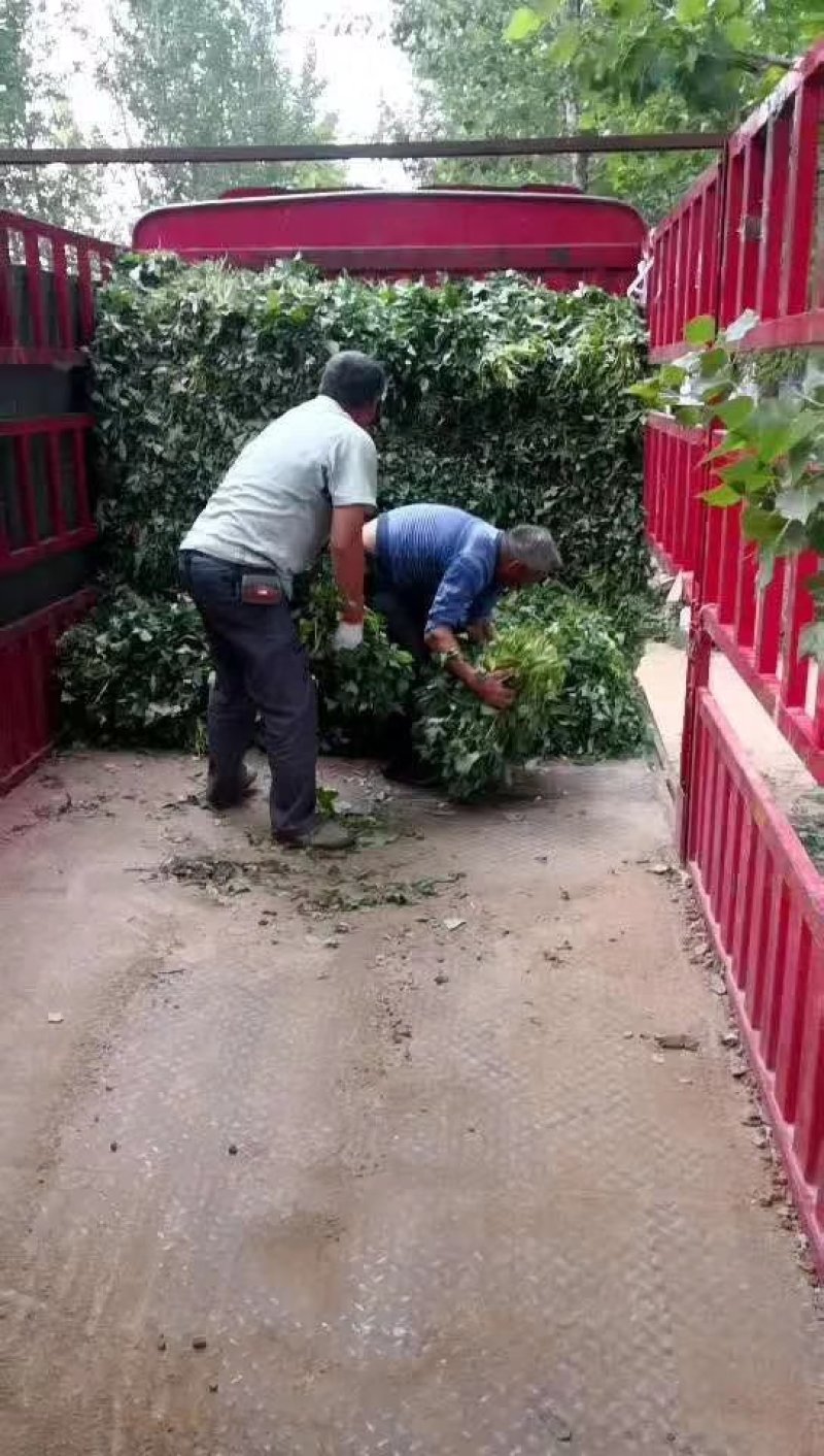 河南红薯苗，哈密红薯苗，济薯25红薯苗15~25cm