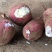 河南红薯苗,哈密红薯苗,济薯25红薯苗15~25cm