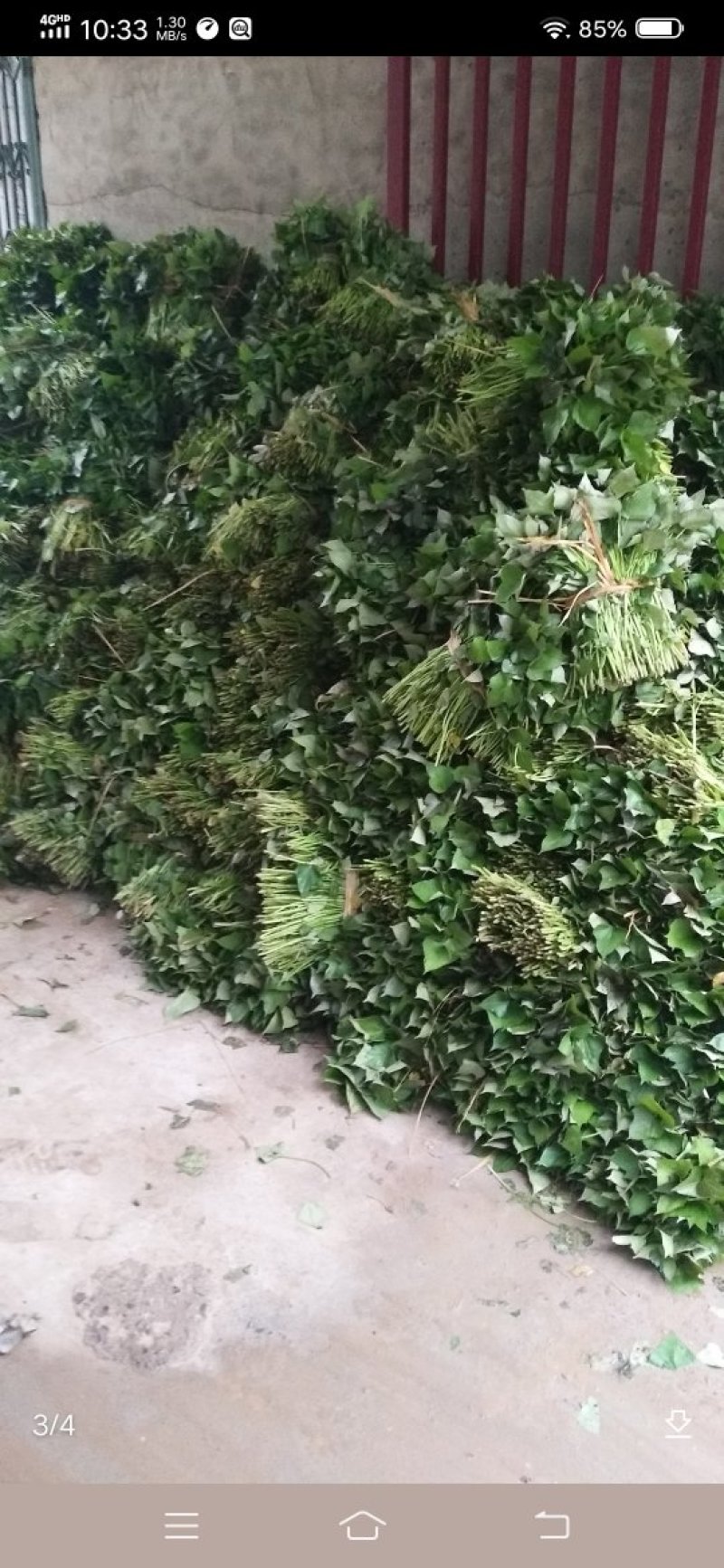 河南红薯苗，哈密红薯苗，济薯25红薯苗15~25cm