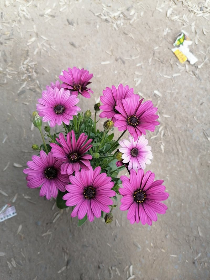 南非万寿菊，基地直发