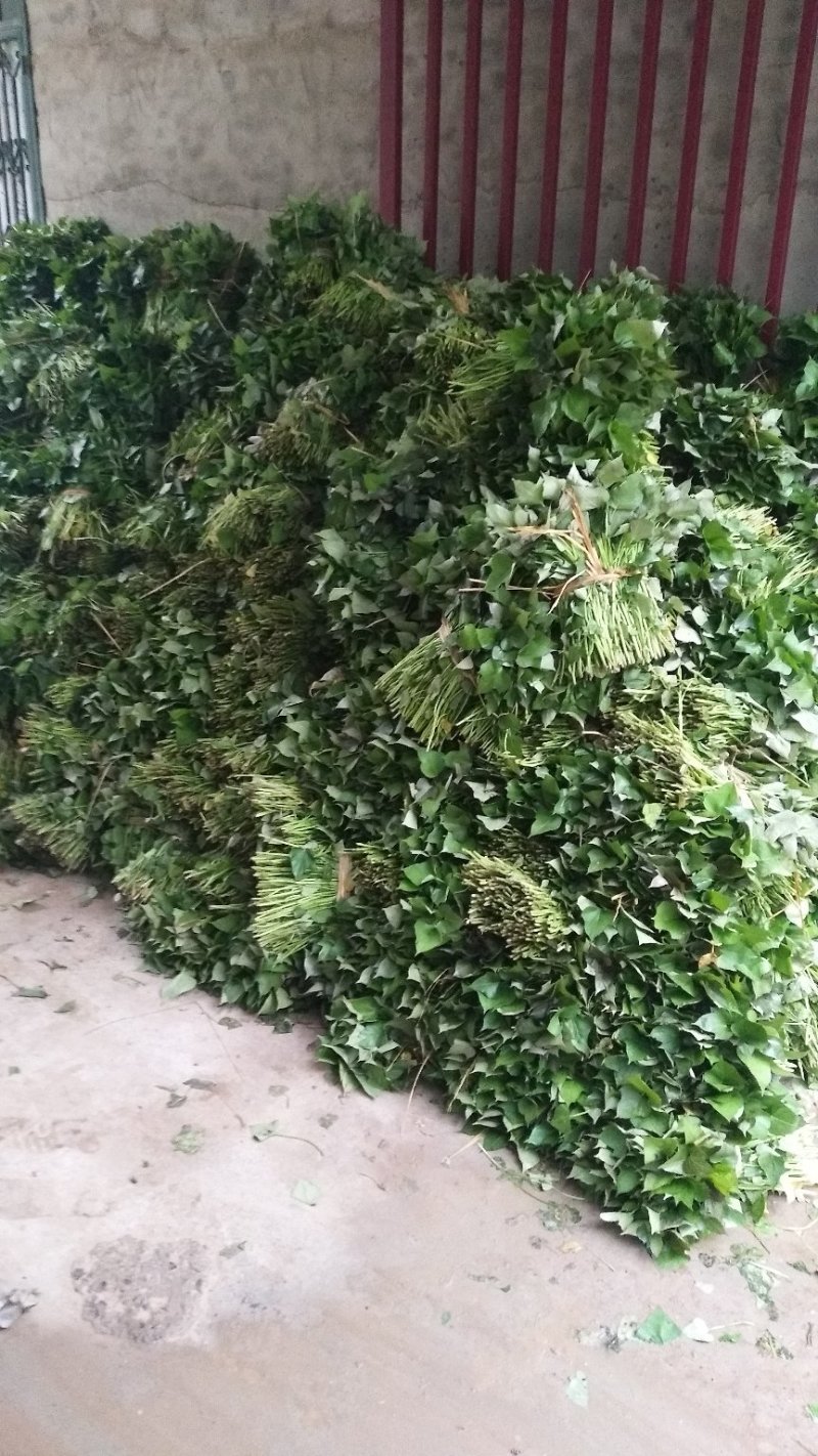 河南红薯苗，哈密红薯苗，济薯25红薯苗15~25cm