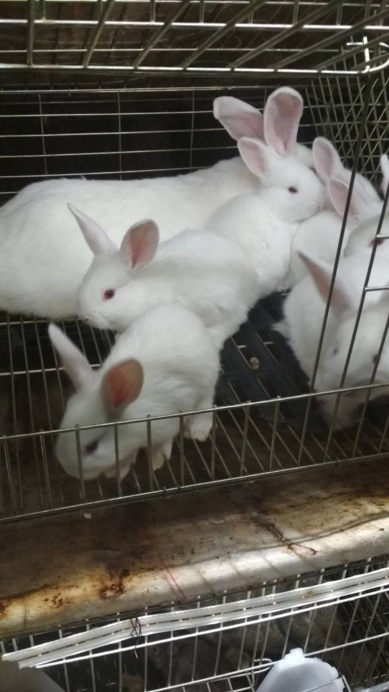 比利时兔，伊拉兔