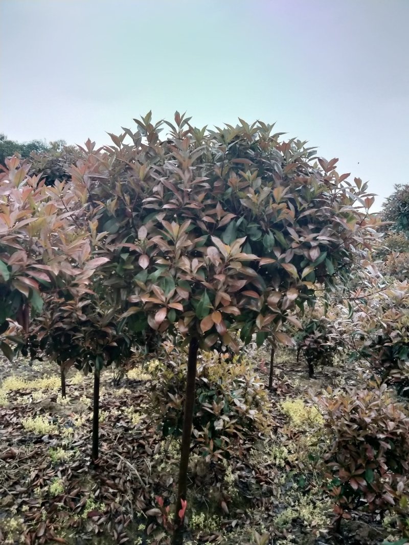 速杨107
