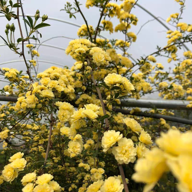 木香月季花苗四季红色盆栽带花爬藤植物浓香吸味绿植好养活