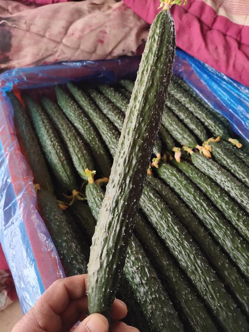 河南高兴果蔬代办中心嫁接黑条油亮密型刺黄瓜，干花带刺