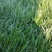 北京草坪基地草坪销售价格养护技术种植草坪园林绿化
