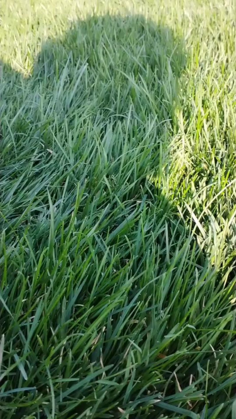 北京草坪基地草坪销售价格养护技术种植草坪园林绿化