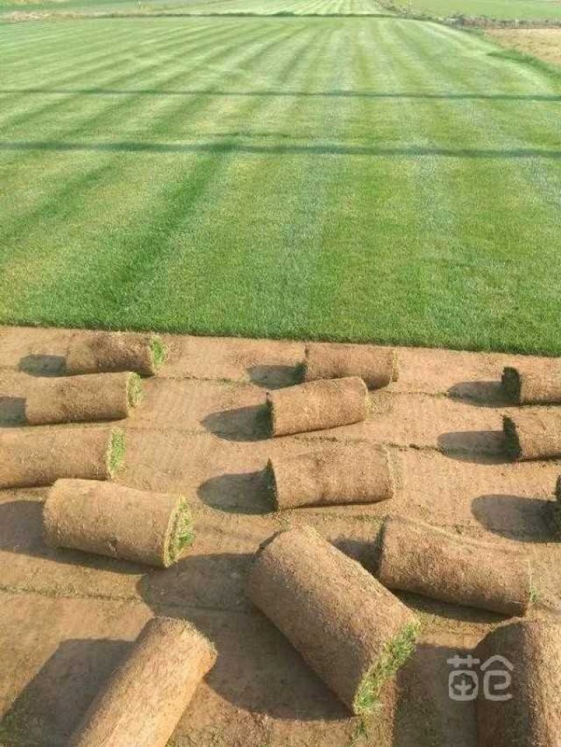 北京草坪基地草坪销售价格养护技术种植草坪园林绿化