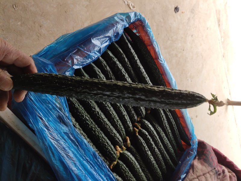 河南高兴果蔬代办中心，嫁接黑条油亮型密刺黄瓜，干花带刺