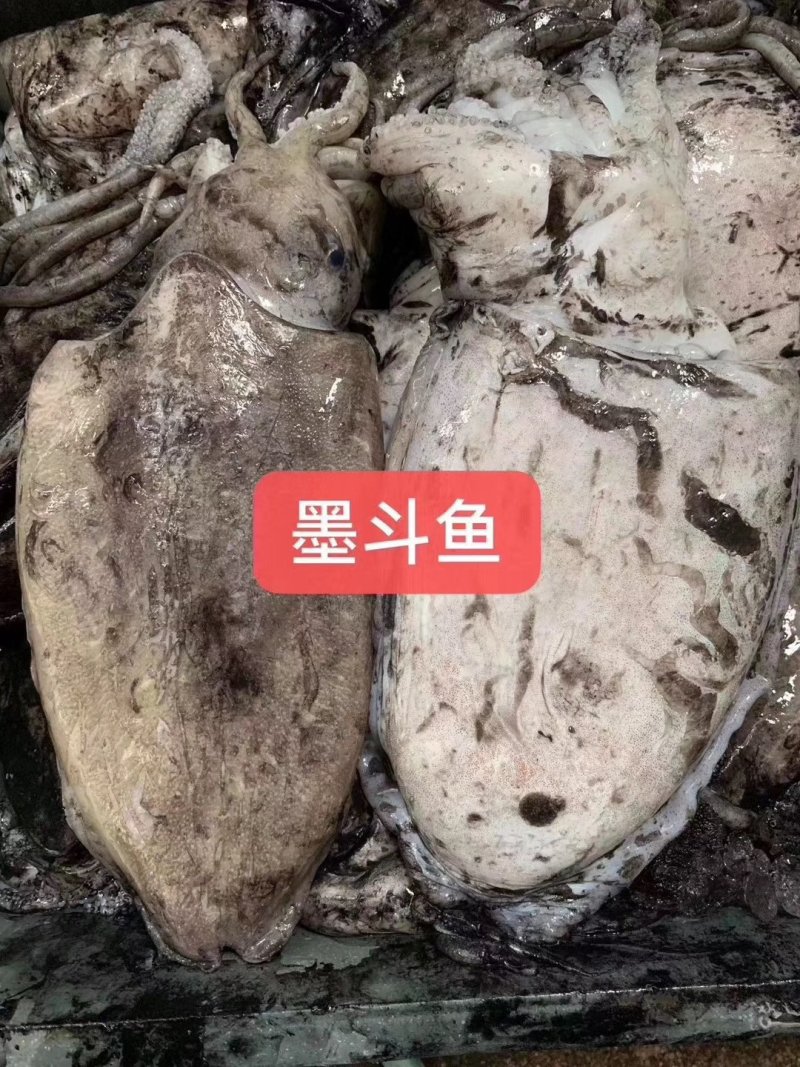 潮汕墨鱼丸