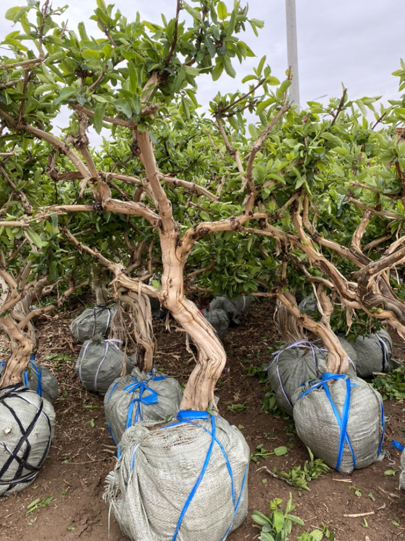 金银花老桩盆景，金银花树桩苗木