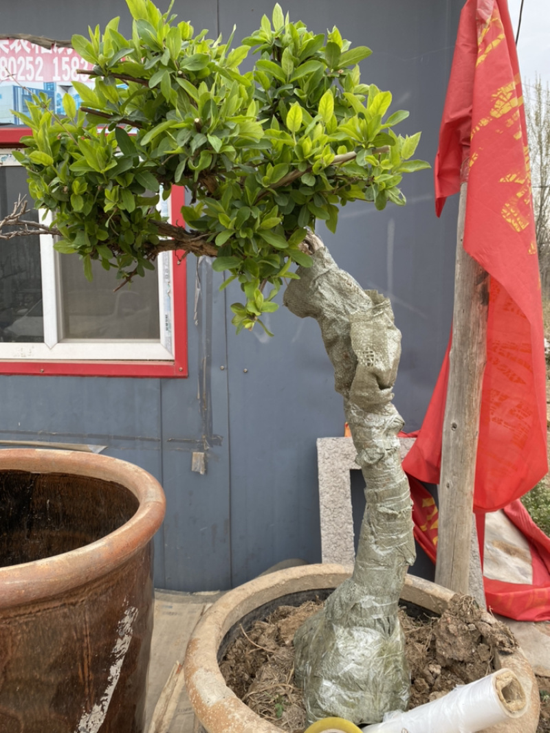 金银花老桩盆景，金银花树桩苗木