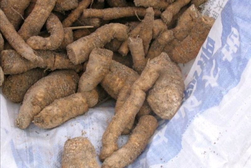 瓜蒌根，产地四川，质优价实，品质保证，药典标准，道地良药
