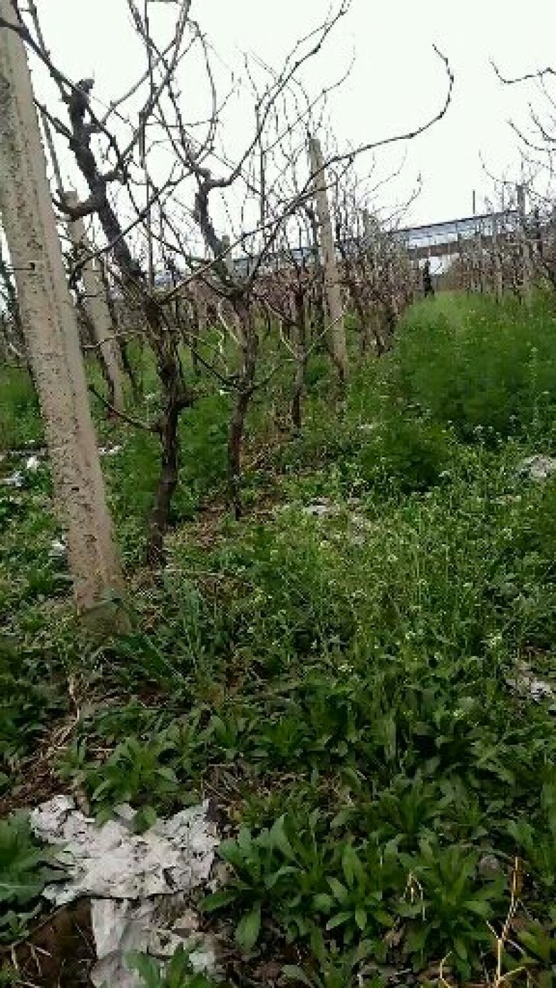 占地葡萄树