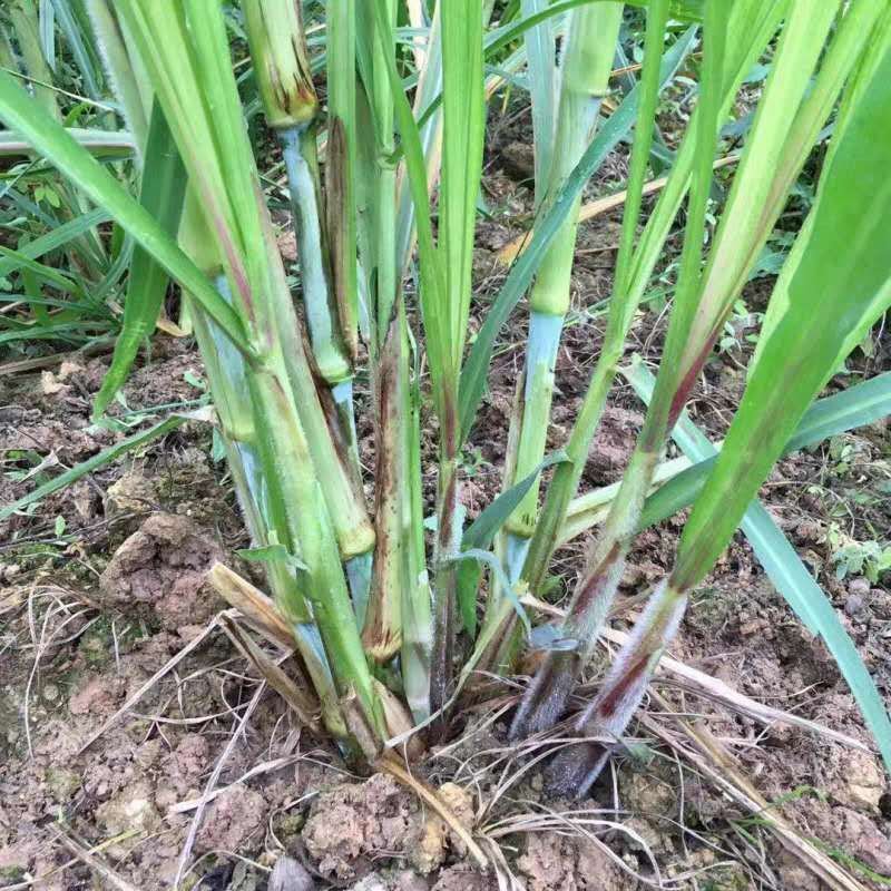 多年生巨菌草台湾甜象草新型皇竹草种节牛羊鼠鱼兔草牧草种子