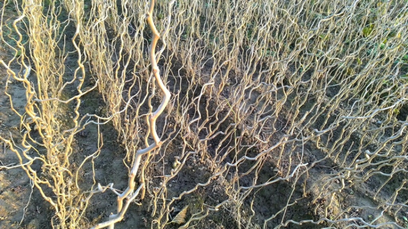 桑树桑树苗龙拐桑桑树叶弯曲树枝大量种植基地