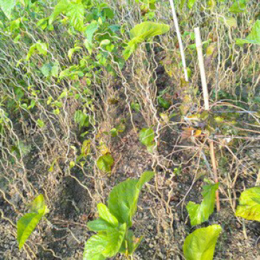 桑树桑树苗龙拐桑桑树叶弯曲树枝大量种植基地