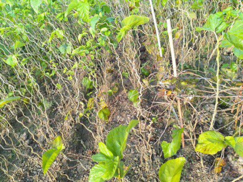 桑树桑树苗龙拐桑桑树叶弯曲树枝大量种植基地