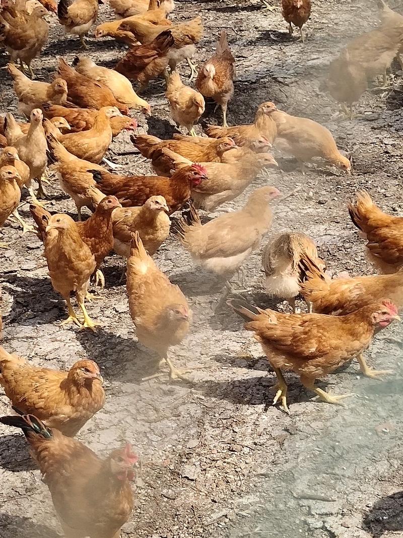 童子鸡，一件代发，小公鸡农村散养，野外采食，肉嫩还香。