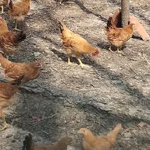 童子鸡，一件，小公鸡农村散养，野外采食，肉嫩还香。