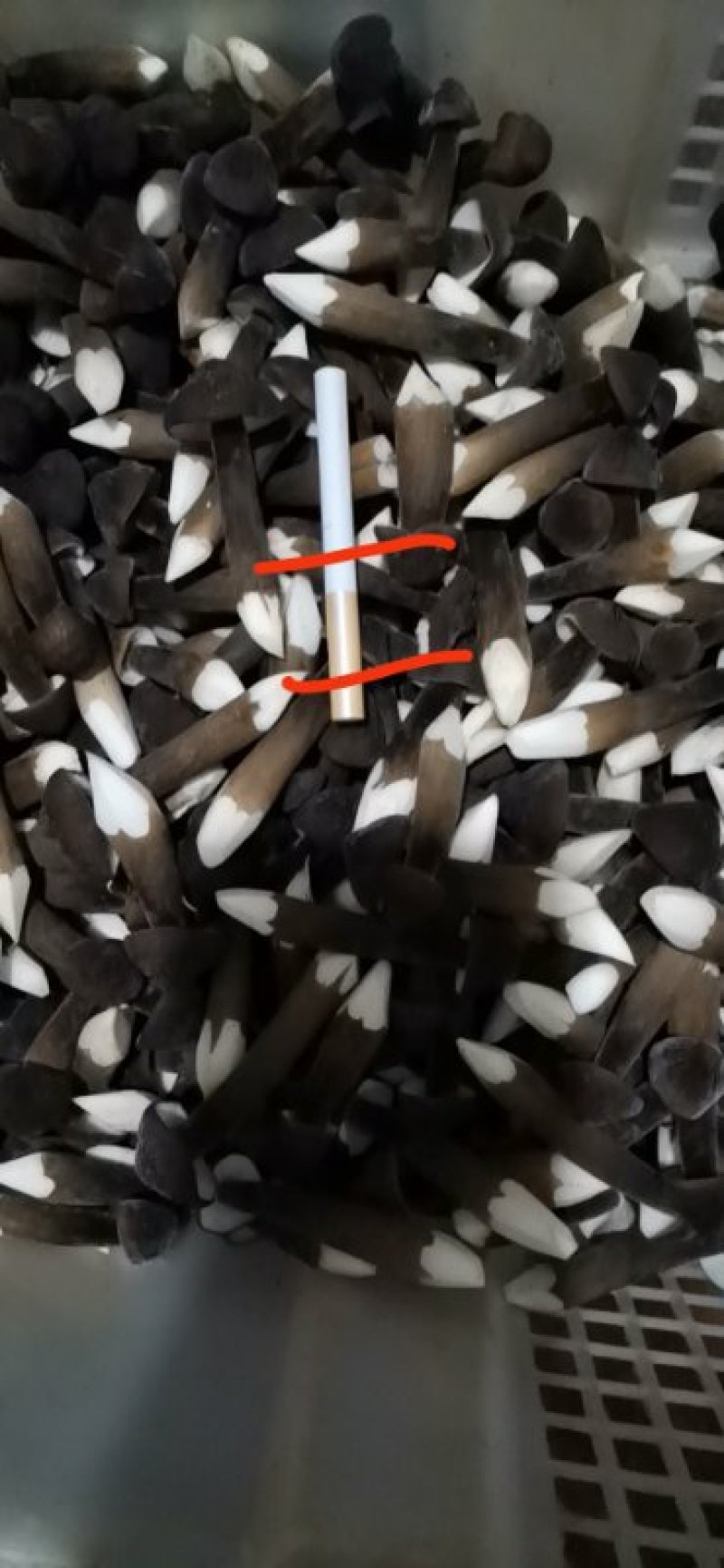 黑皮鸡枞新鲜二级未开伞基地直接发货整件发货