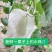 高石脆瓜