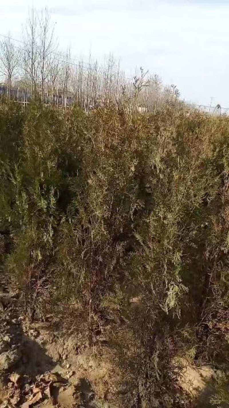 两米侧柏