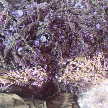 葛花