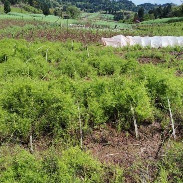 高产天冬苗，基地直发，质优价廉。极易成活