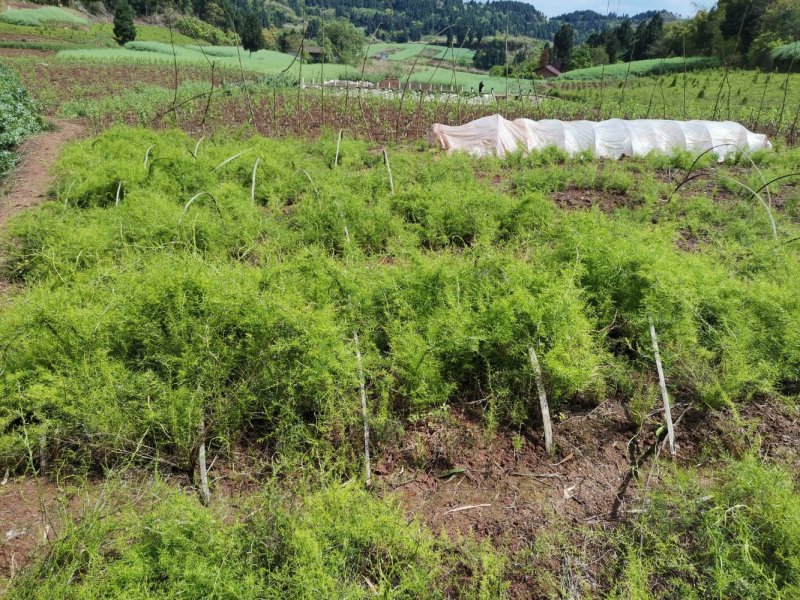 高产天冬苗，基地直发，质优价廉。极易成活