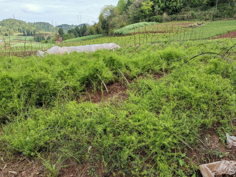 高产天冬苗，基地直发，质优价廉。极易成活