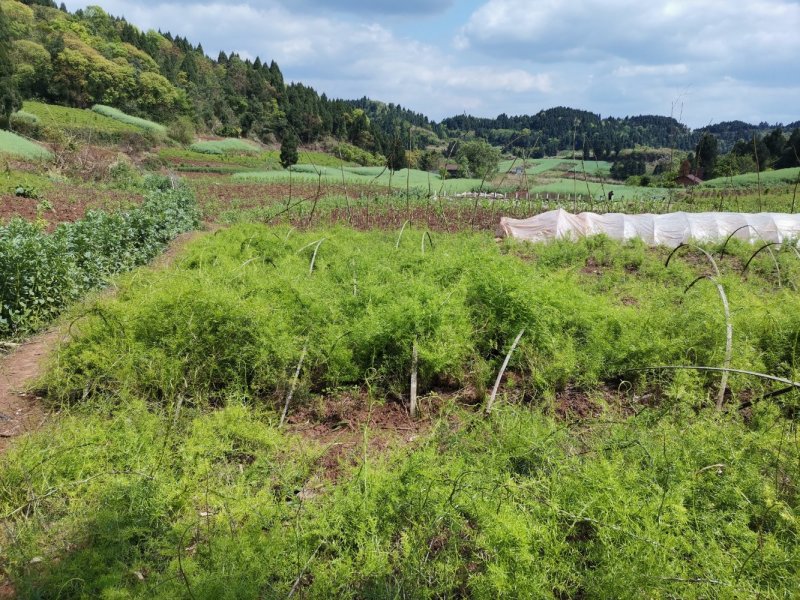 高产天冬苗，基地直发，质优价廉。极易成活