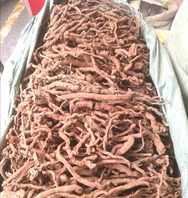 胡椒根，产地海南道地药材，质优价实，品质保证，药典标准