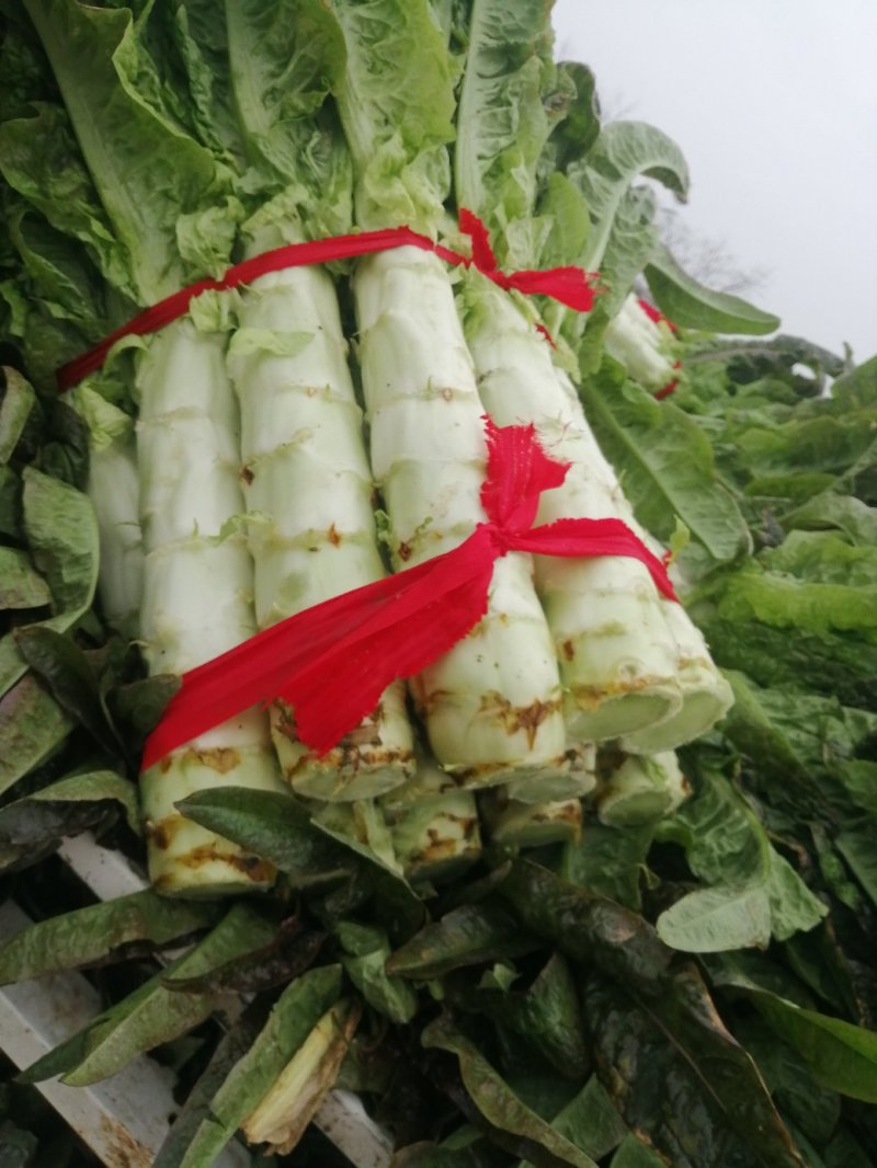 河南红尖叶莴笋已上市价格便宜质量好无空心