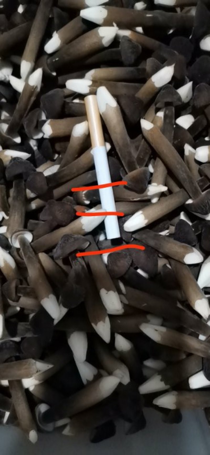 黑皮鸡枞新鲜三级鸡棕菌基地直发每天现采摘
