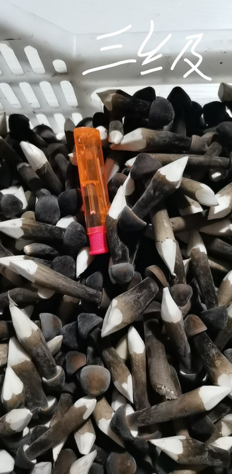 黑皮鸡枞新鲜三级鸡棕菌基地直发每天现采摘