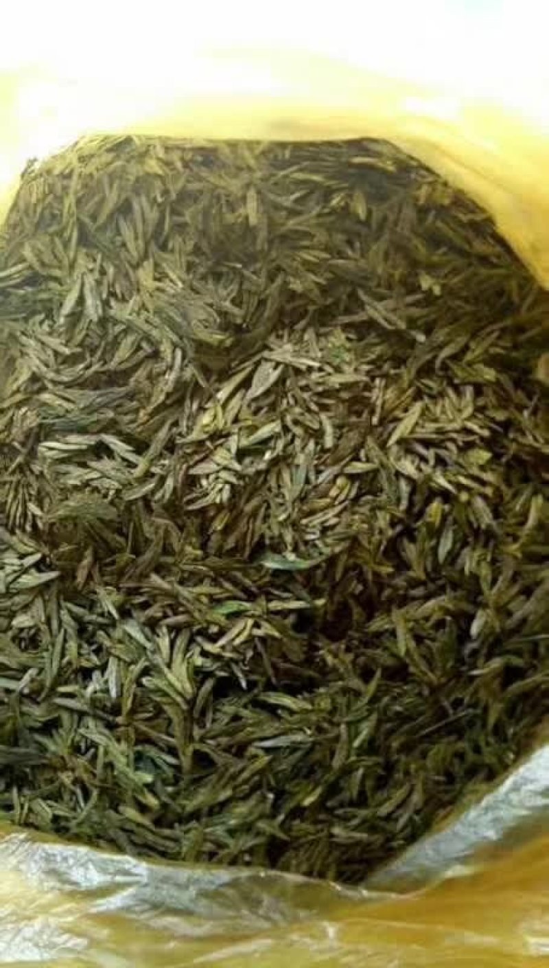 淮河源头桐柏高山野山茶