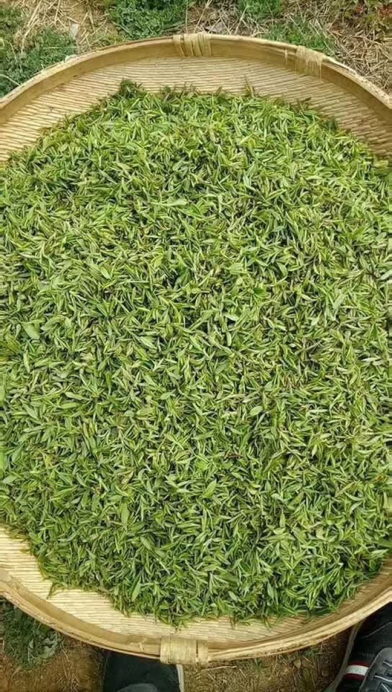 淮河源头桐柏高山野山茶