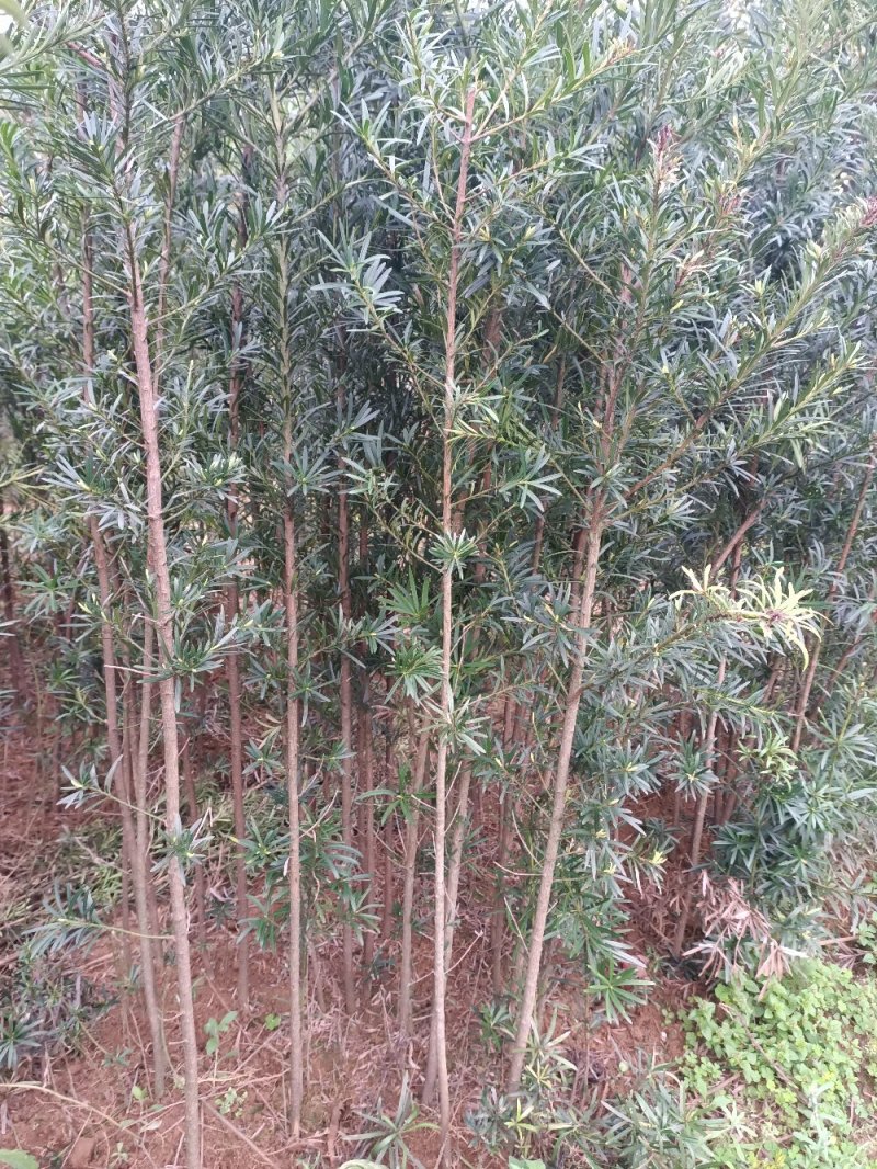 罗汉松罗汉松苗罗汉松大小苗大量批发芽苗罗汉松