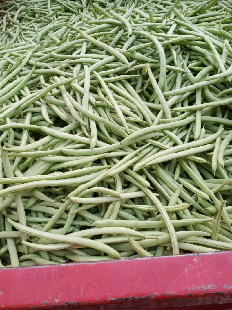 新鲜四季豆上市，大量上市，以诚信为为，需要的老板请联系