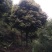 大量供应各种规格桂花