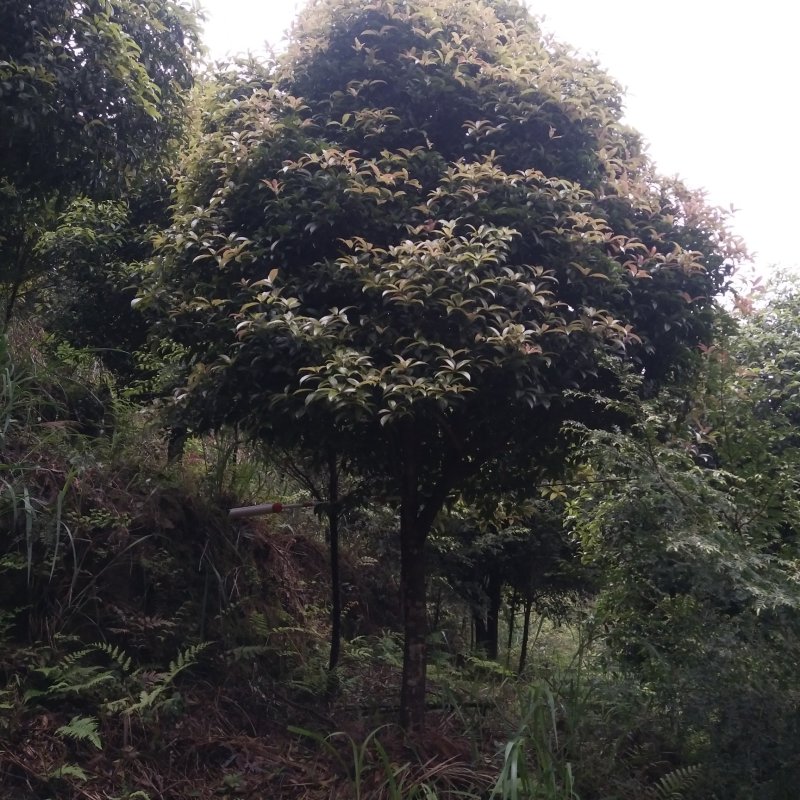 大量供应各种规格桂花