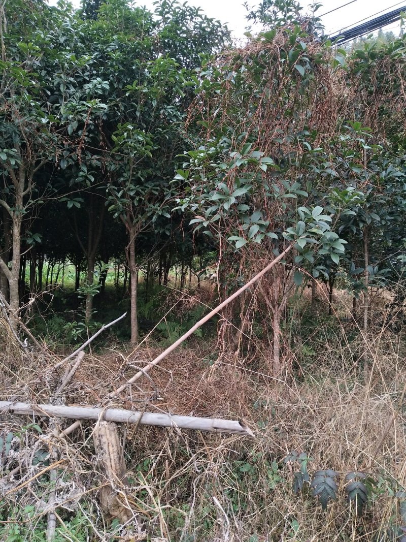 大量供应各种规格桂花