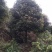 大量供应各种规格桂花