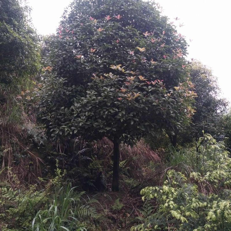 大量供应各种规格桂花