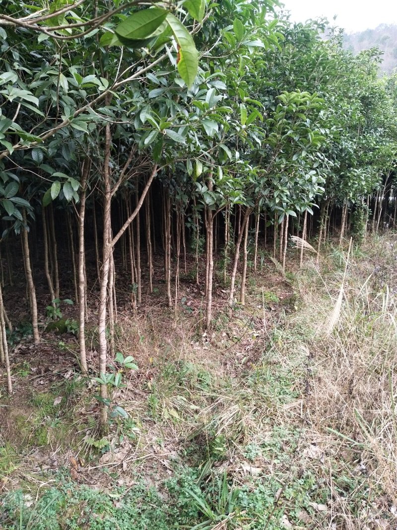 大量供应各种规格桂花
