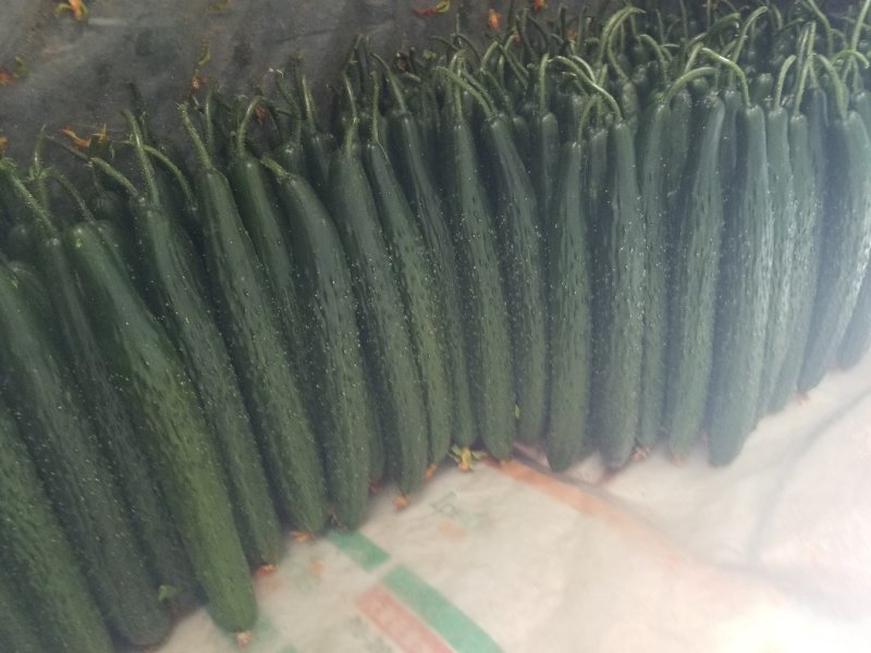 精品密刺黄瓜，电商，多多，美团超市，优质供应商