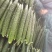 精品密刺黄瓜，电商，多多，美团超市，优质供应商