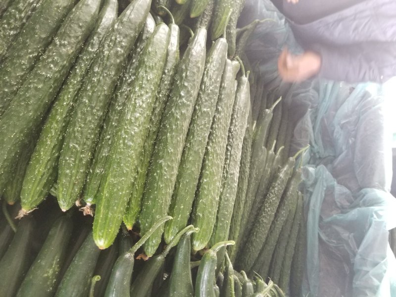 精品密刺黄瓜，电商，多多，美团超市，优质供应商