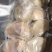 新鲜速冻大瑶贝柱鲜冻带子肉鲜贝纯正原浆新鲜速冻鲜贝